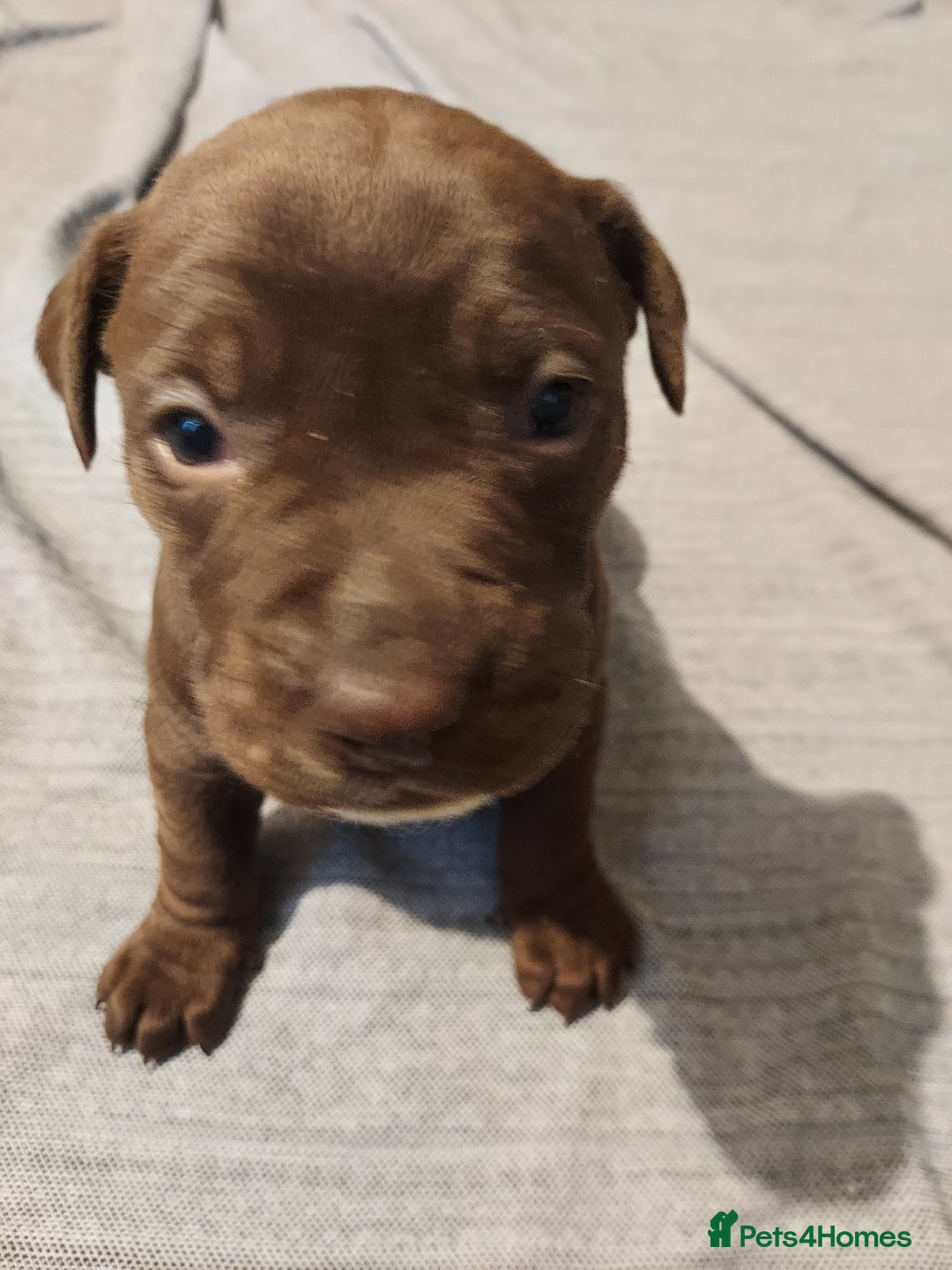 Mixed Breed dogs for sale: Mixed labrador  - Advert 11