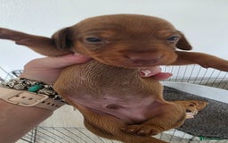 Dachshund dogs for sale: Dachshund tweenies for sale - Image 20