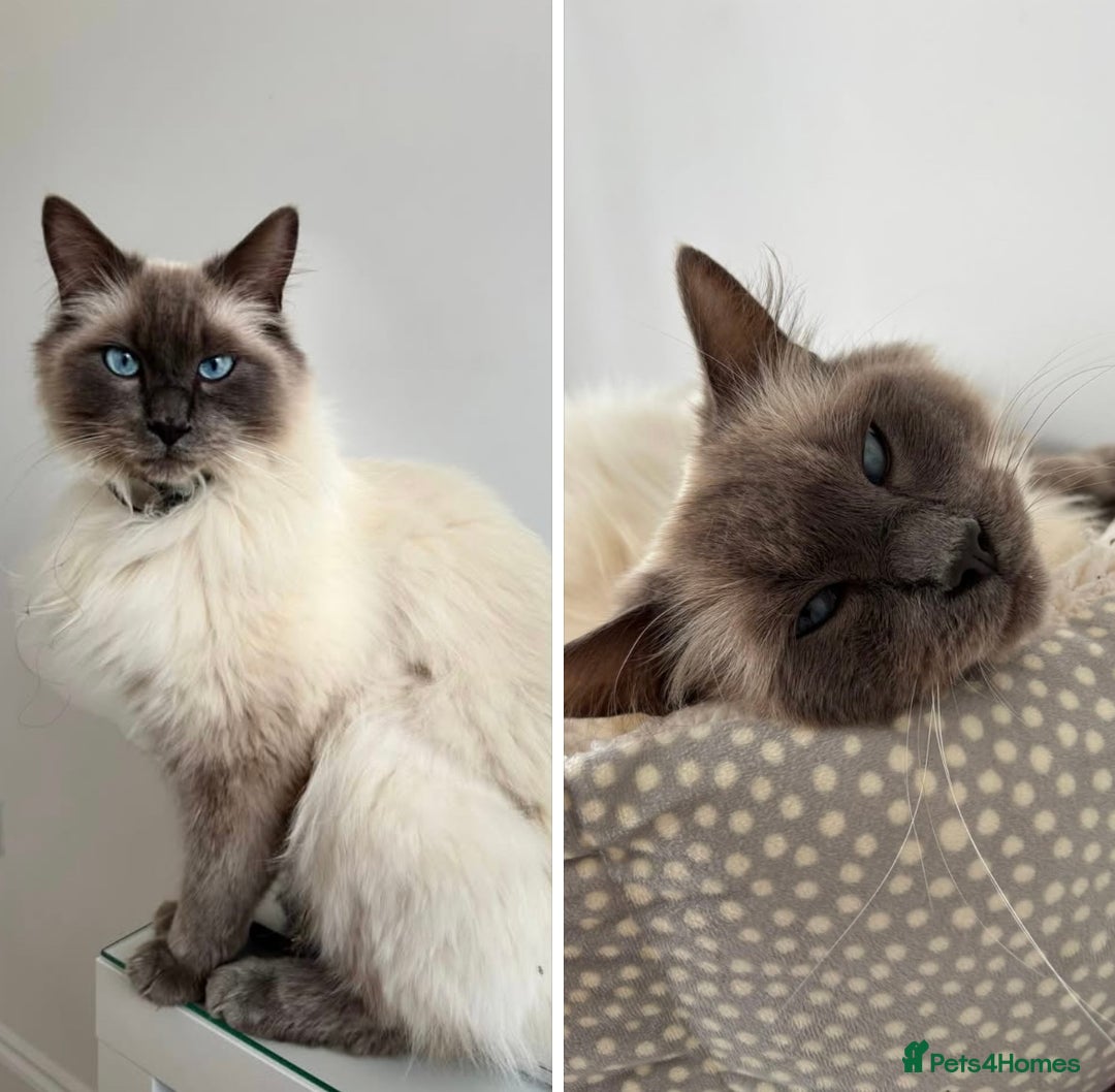 Ragdoll cats for sale: MISSING RAGDOLL - Image 2