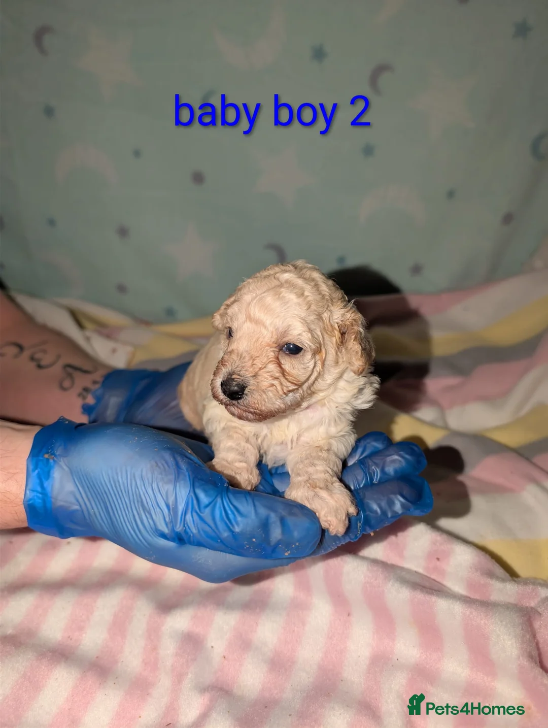 Toy Poodle dogs for sale: Exceptional Toy poodles for sale - Advert 1