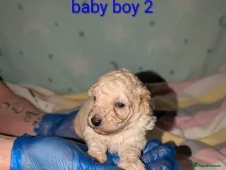 Toy Poodle dogs Exceptional Toy poodles for sale - Advert 1