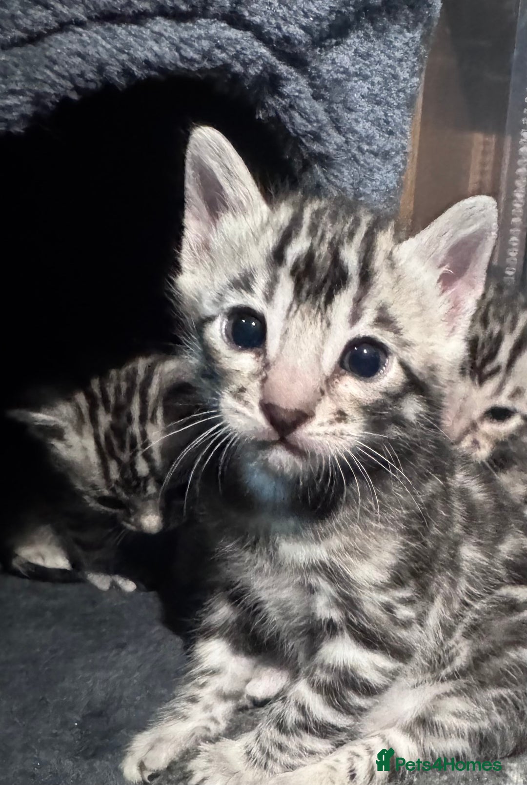 Bengal cats for sale: Ready mid March. Stunning TICA-registered Bengals  - Advert 19