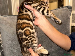 Bengal cats - Advert 25