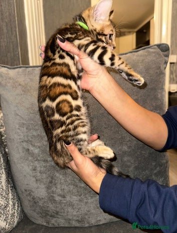 Bengal cats - Advert 1