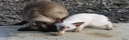 Siamese cats for sale: Adorable Siamese Kittens - Advert 6