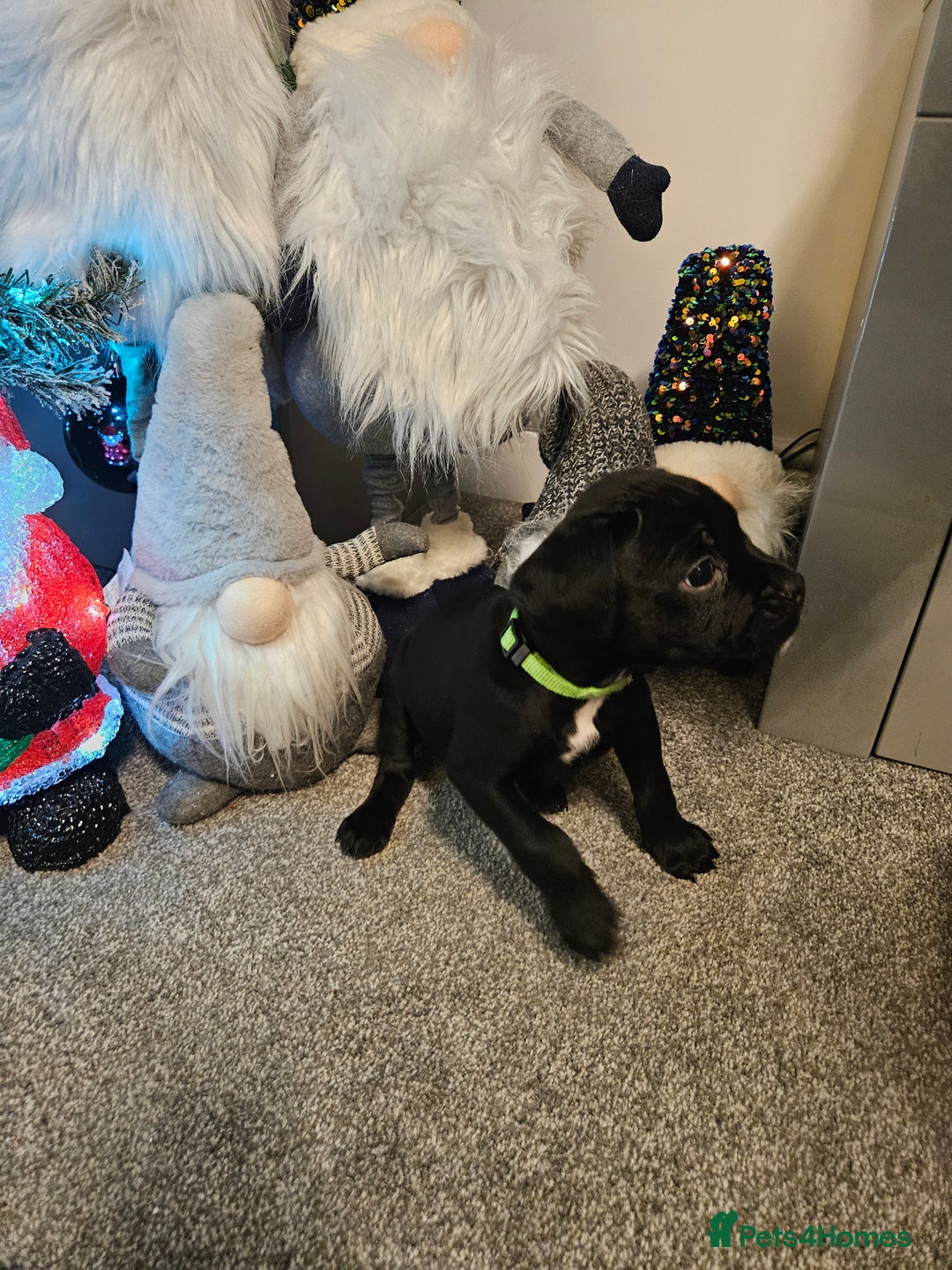 Mixed Breed dogs for sale: Staffy/English Bulldog puppies - Advert 3