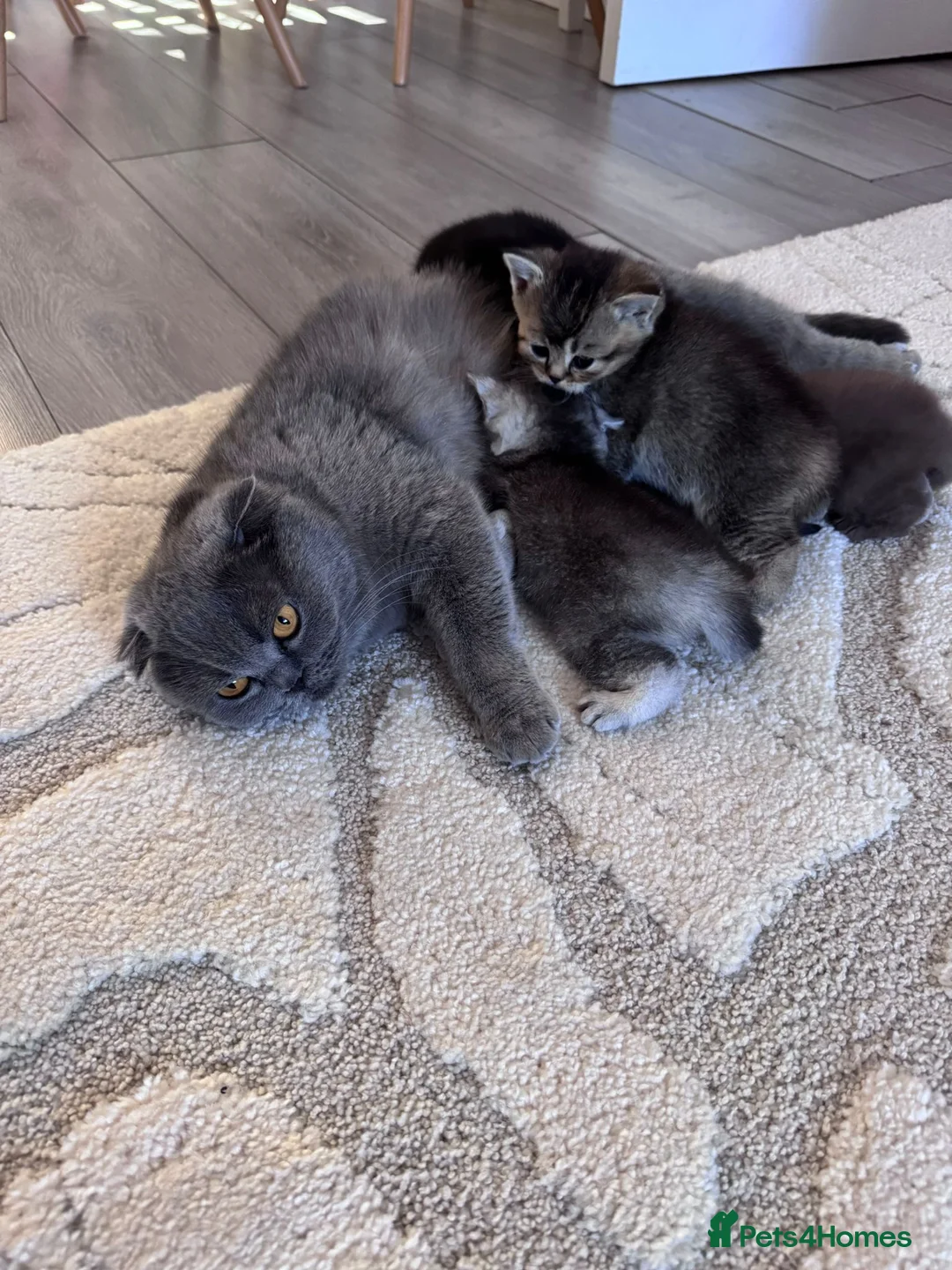 Scottish Fold cats for sale: Scottish fold kittens  - Advert 1