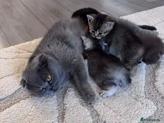 Scottish Fold cats Scottish fold kittens - Advert 16