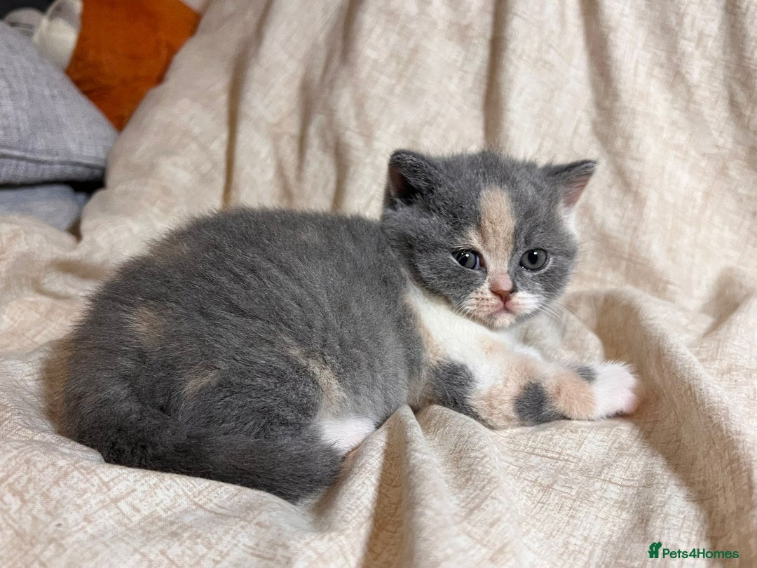 British Shorthair cats for sale: Multicolour GCCF Registered BSH kittens - Advert 8