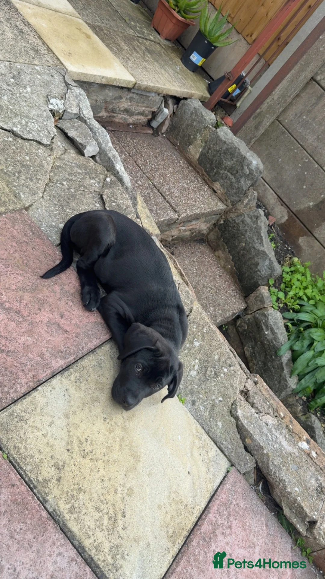 Mixed Breed dogs for sale: Rex need of a home - Advert 2