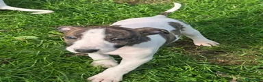 Lurcher 8