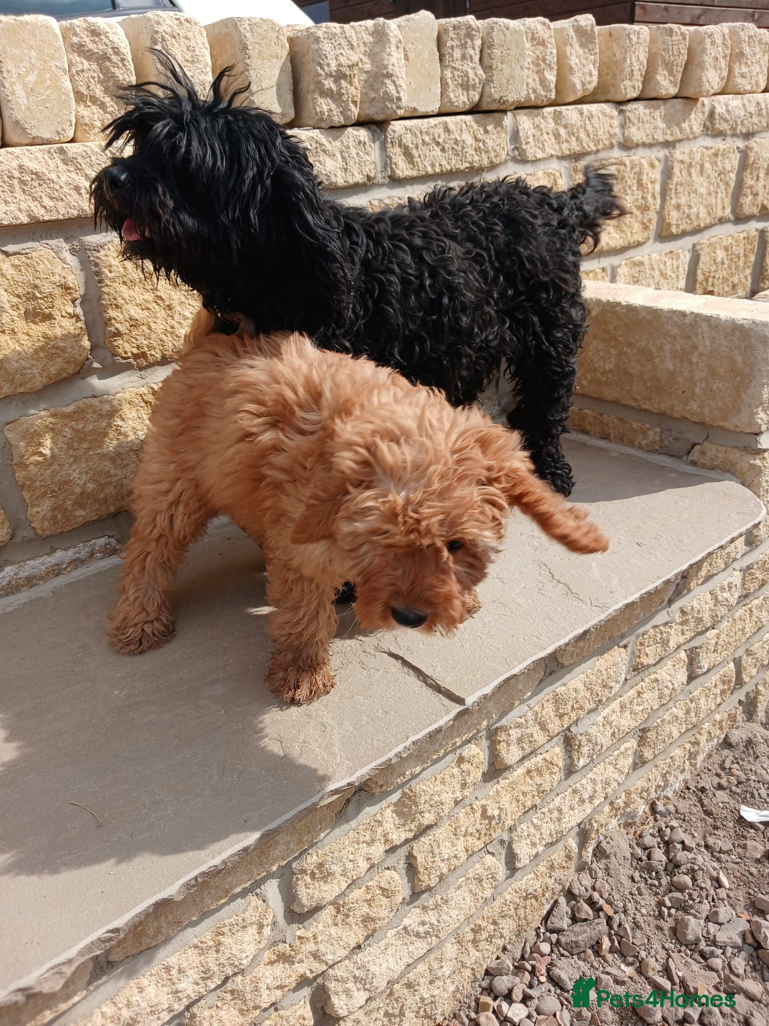 Cavapoo dogs 3 female cavapoo puppies available - Advert 1