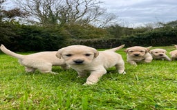 Golden Retriever dogs for sale: Golden retriever puppies - Image 3