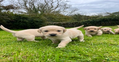 Golden Retriever dogs - Advert 1