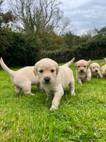 Golden Retriever dogs - Advert 3