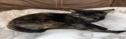 Domestic Shorthair cats for sale: Adorable, Loving Kittens Ready to Join Your Family in London - Advert 3