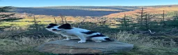 Border Collie dogs for sale: 3 year old male Border Collie in Selkirk - Advert 4