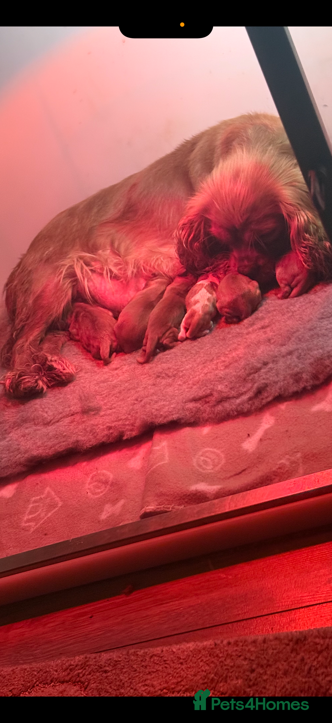 Cavalier King Charles Spaniel dogs for sale: Kc dna clear cavalier puppies available  - Image 1