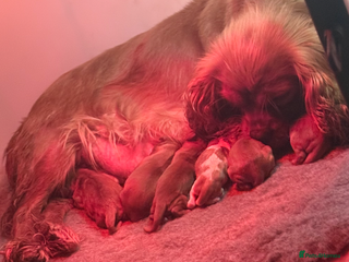 Cavalier King Charles Spaniel dogs - Advert 5