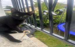 Siamese cats for sale: Siamese cross breeds  - Image 16