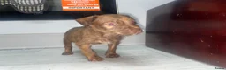 Mixed Breed dogs for sale: Bull Wheaten - Advert 9