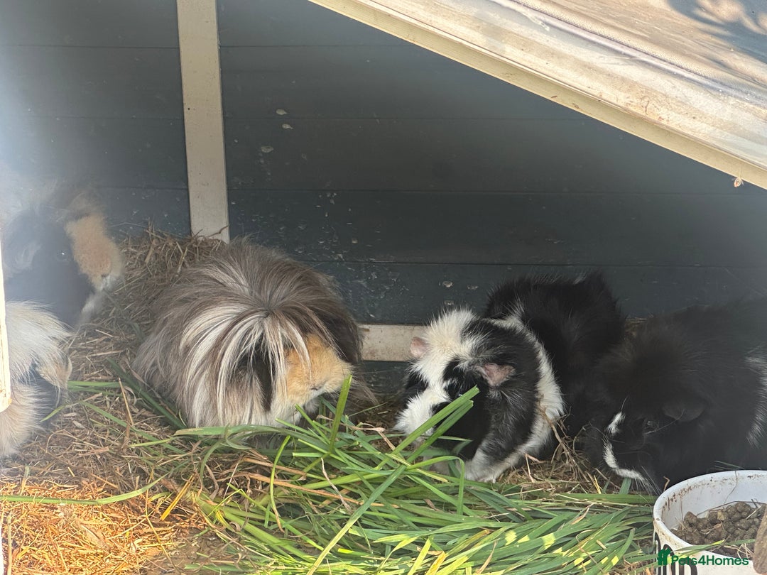 Guinea Pig rodents for sale: 5 gorgeous female guinea pigs - Image 3