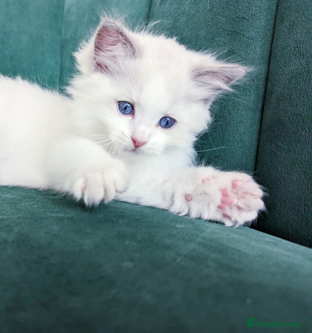 Ragdoll cats for stud: GCCF/TICA register, EU Ragdoll CHAMPIONSHIP STATUS in London - Image 10