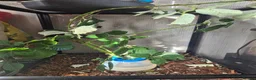 Stick Insects invertebrates for sale: Colony of Macleay's spectres - Advert 12