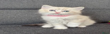 Ragdoll Kitten 2