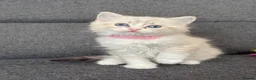 Ragdoll cats for sale: Beautiful Ragdoll kittens TICA registered  in Coventry - Advert 22