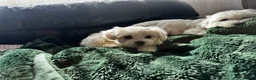 Maltese dogs for sale: >>PUREBRED BEAUTIFULLY MALTESE PUPPIES<< - Advert 20