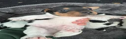 Jack Russell dogs for sale: Old fashioned Short legged jack russel docked tail in Windsor - Advert 22