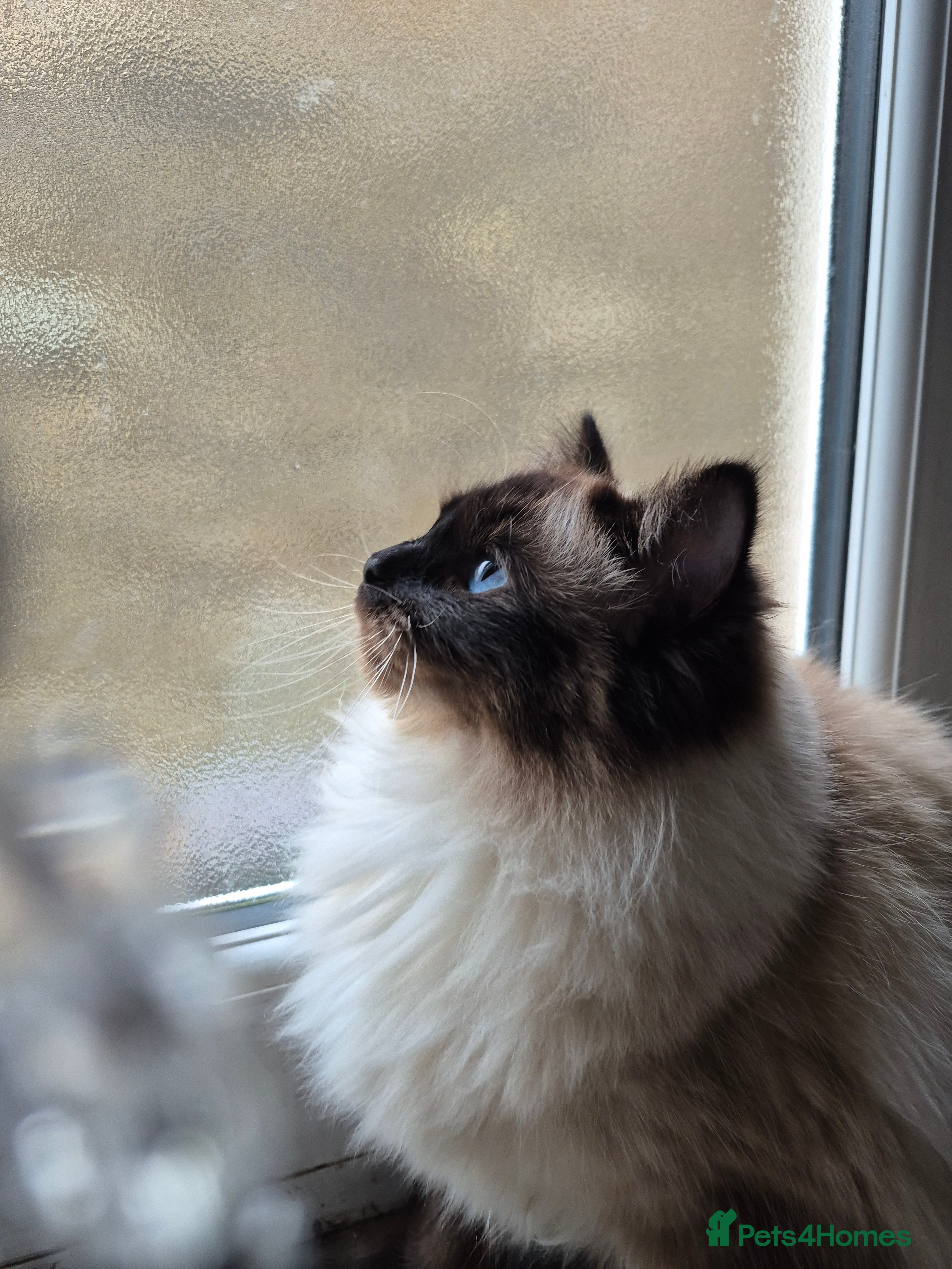 Ragdoll cats Ragdoll female - Advert 1