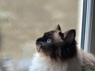 Ragdoll cats Ragdoll female - Advert 18