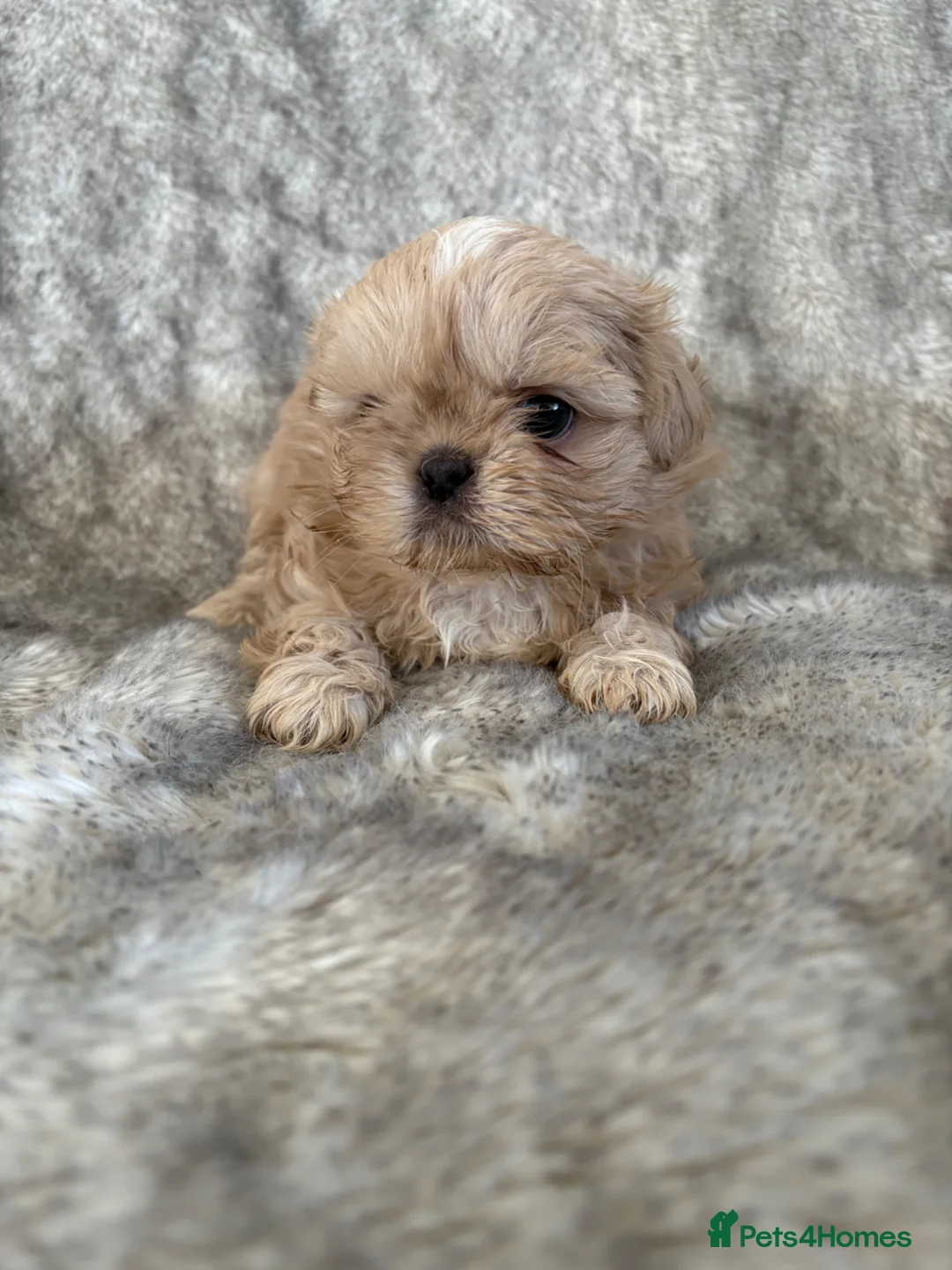Shih Tzu dogs for sale: Imperial Shihtzu  - Advert 2