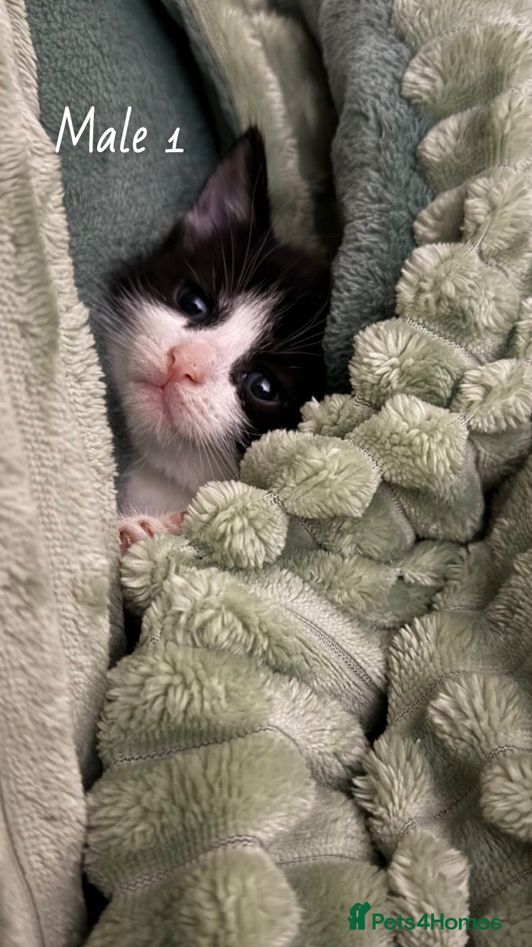 American Shorthair cats for sale: Mother and gorgeous kitties for sale🐾 - Advert 2