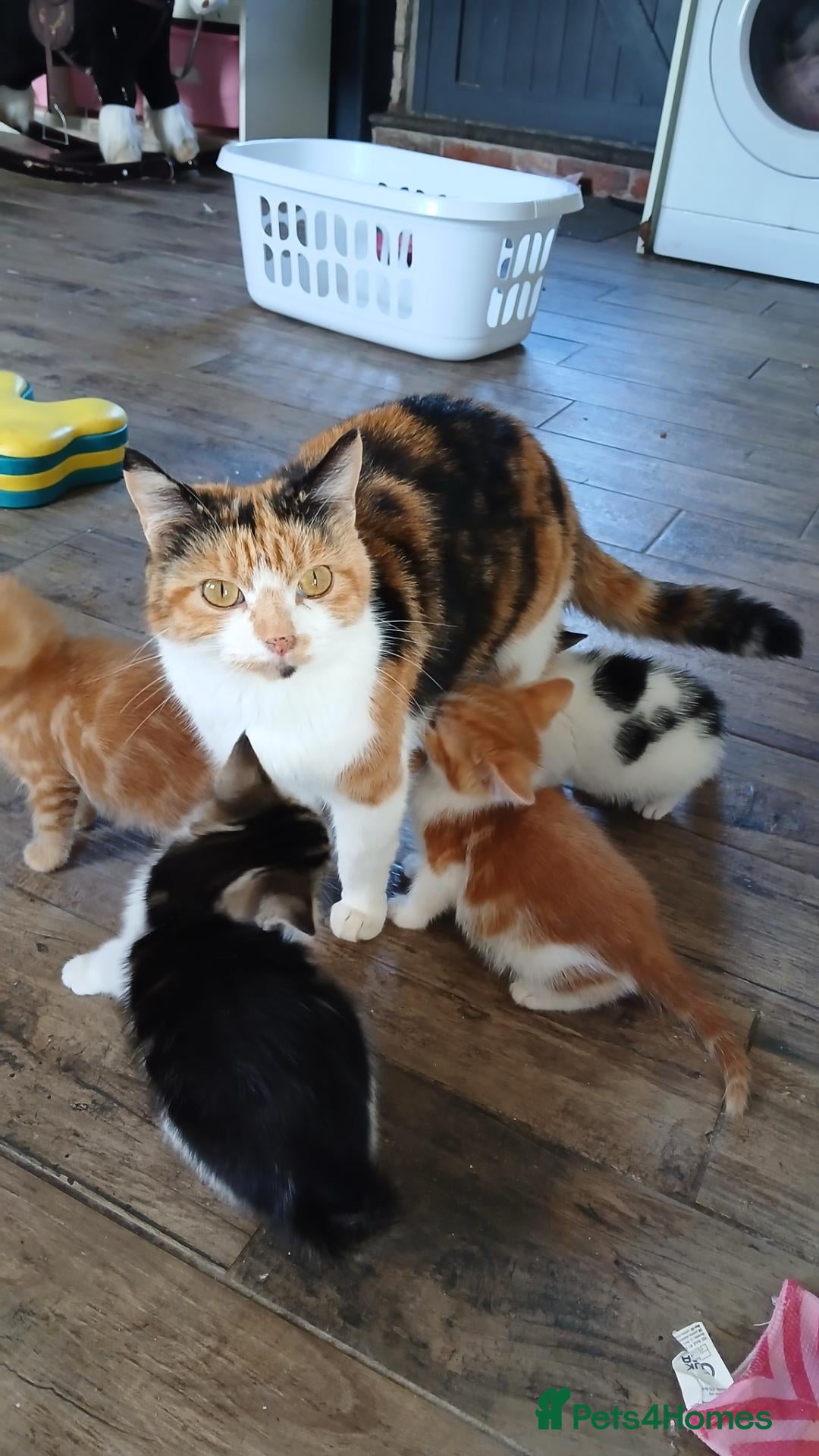 British Shorthair cats Looking for forever homes now  - Advert 1