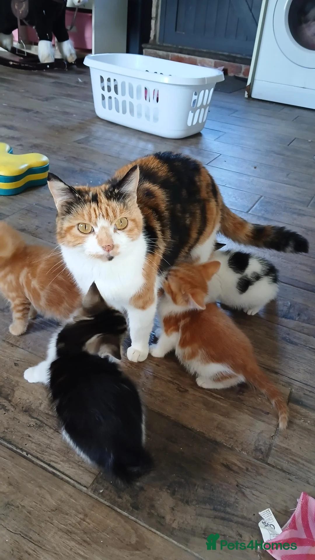 British Shorthair cats for sale: Looking for forever homes now  - Advert 1