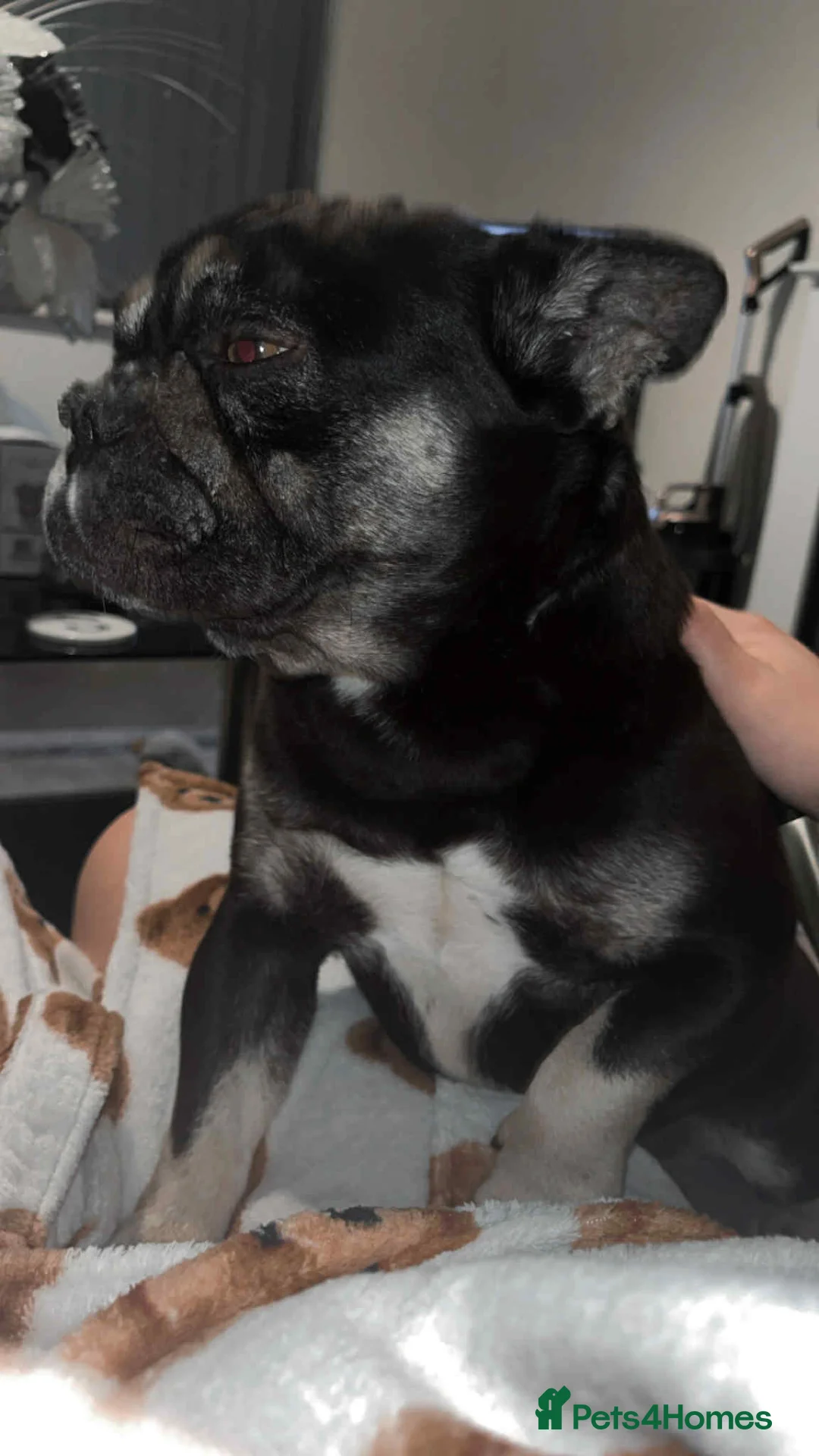 French Bulldog dogs for sale: Female French bulldog 4 years old  - Advert 2