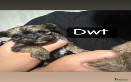 Mixed Breed dogs for sale: 🐾 Fluffy & Friendly! Teddy Bear puppies 🐾 - Image 5