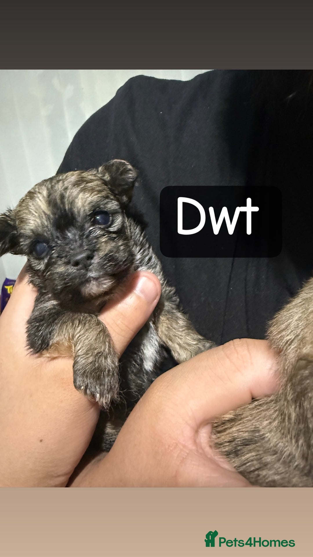 Mixed Breed dogs for sale: 🐾 Fluffy & Friendly! Teddy Bear puppies 🐾 - Image 5