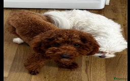 Maltipoo dogs for sale: F1 TINY TOY MALTIPOOS🩷health tested clear parents - Image 9