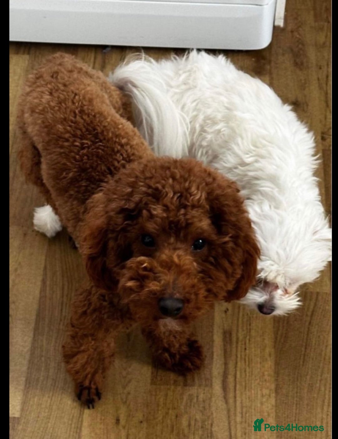 Maltipoo dogs for sale: F1 TINY TOY MALTIPOOS🩷health tested clear parents - Image 9