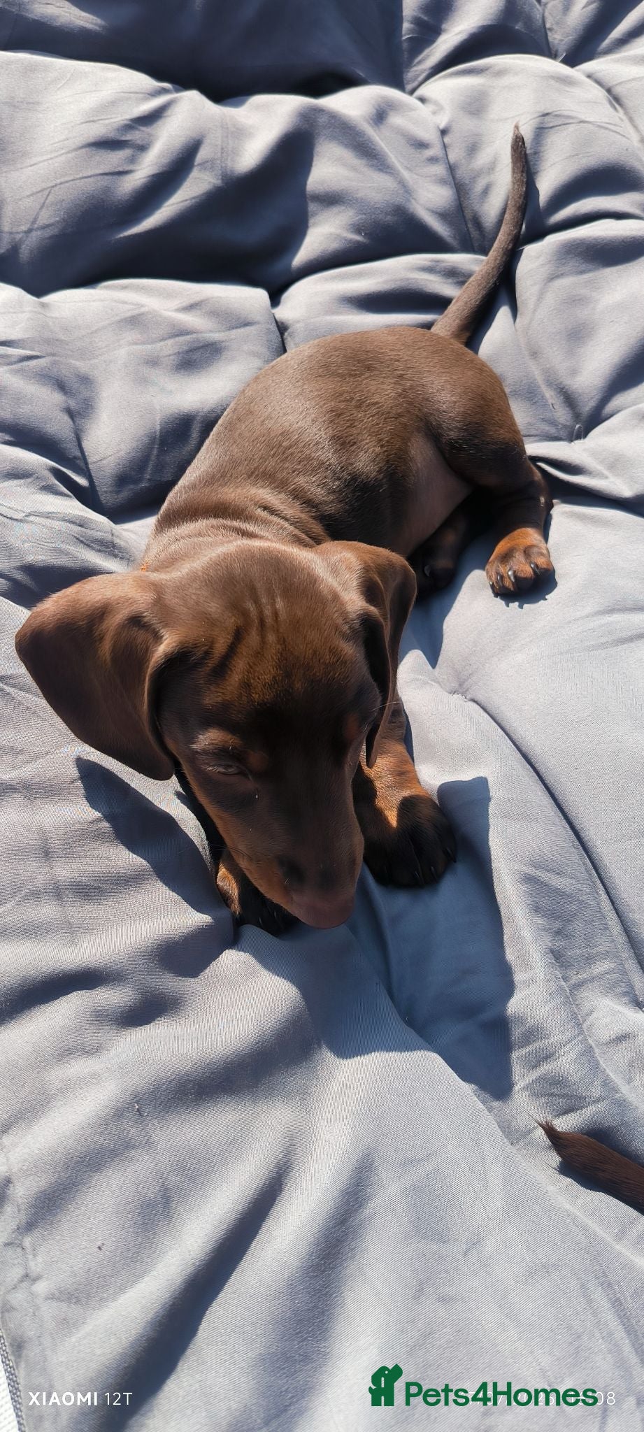 Miniature Dachshund dogs Adorable mini dachshunds - Advert 8