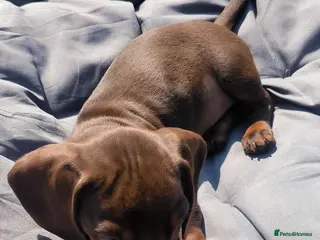 Miniature Dachshund dogs Adorable mini dachshunds - Advert 16