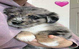 Golden Retriever dogs for sale: Beautiful Golden Retriever x Border Collies Pups - Image 5