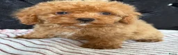 Maltipoo dogs for sale: Beautiful Maltipoo Puppies – Ready NOW - Advert 12