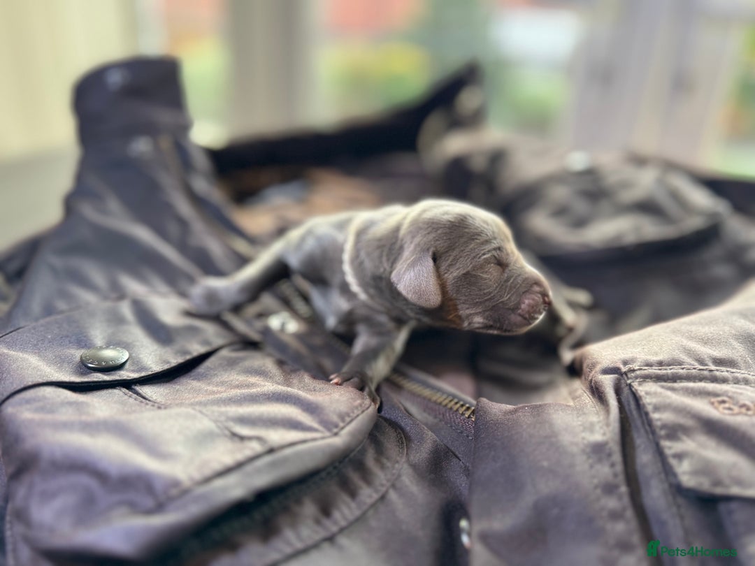 Weimaraner dogs for sale: 🐾Adorable KC Registered Weimaraner Puppies🐾 - Image 29