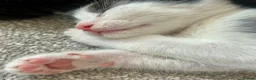 Mixed Breed cats for sale: Kittens for sale 4 males 2 females ready now  - Advert 3