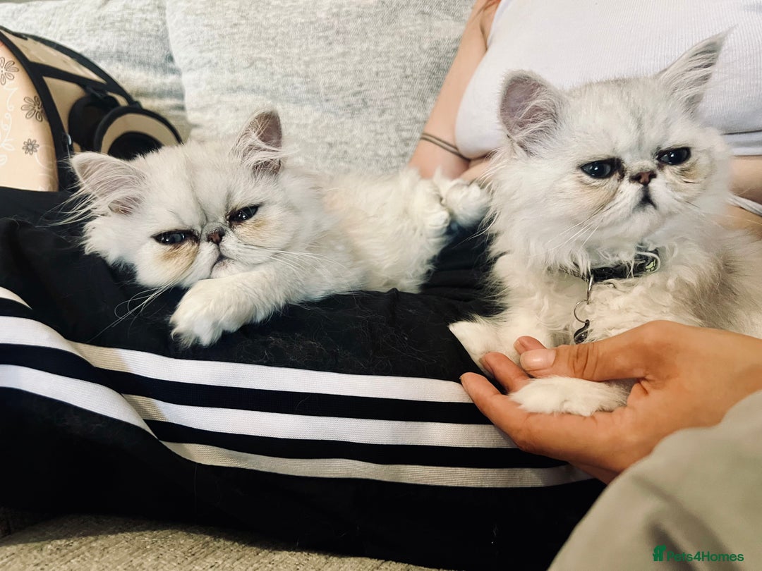 Persian cats for sale: Ready to leave - Persian chinchilla kittens♥️🐾 - Image 13